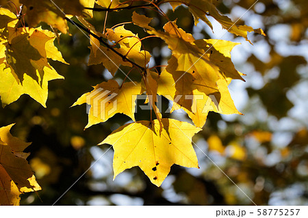 イタヤカエデの紅葉の写真素材