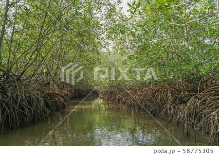 コルコバード国立公園のマングローブ コルコバード国立公園のマングローブ 58775305