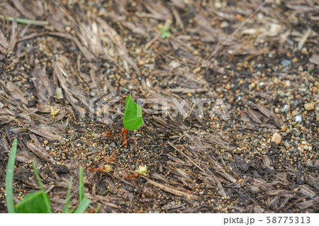 コルコバード国立公園のハキリアリ コルコバード国立公園のハキリアリ 58775313