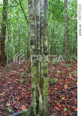迷彩柄の木 迷彩柄の木 58775315