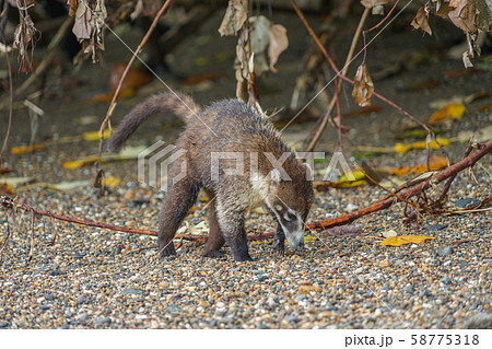 コルコバード国立公園のハナグマ コルコバード国立公園のハナグマ 58775318