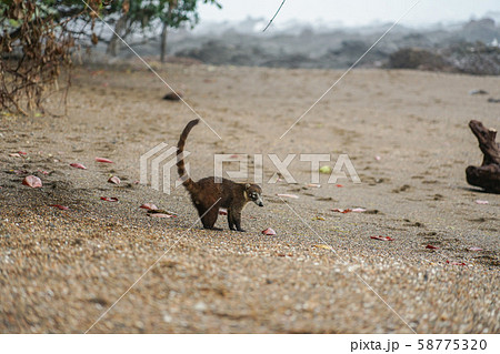 コルコバード国立公園のハナグマ コルコバード国立公園のハナグマ 58775320