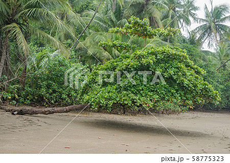 コルコバード国立公園 コルコバード国立公園 58775323