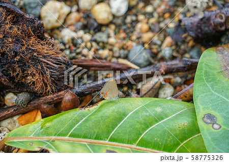 コルコバード国立公園の蝶 コルコバード国立公園の蝶 58775326