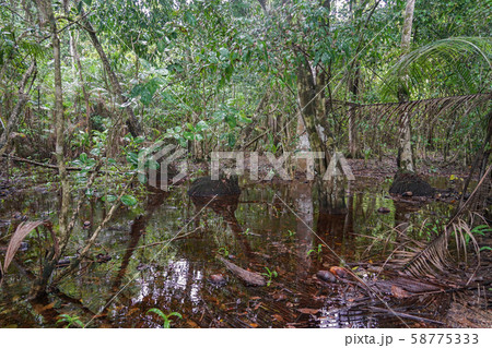 コルコバード国立公園 58775333