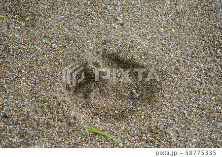 ベアードバクの足跡 ベアードバクの足跡 58775335