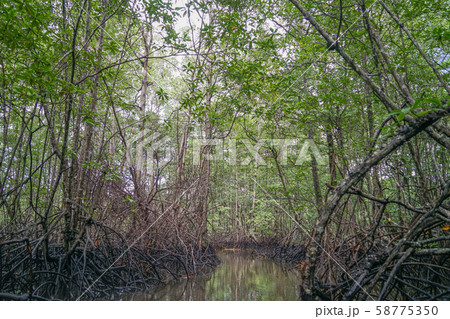 コルコバード国立公園のマングローブ コルコバード国立公園のマングローブ 58775350