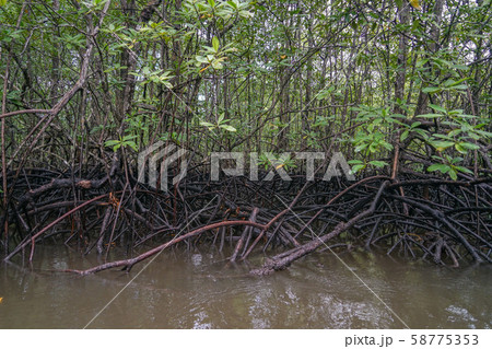 コルコバード国立公園のマングローブ コルコバード国立公園のマングローブ 58775353