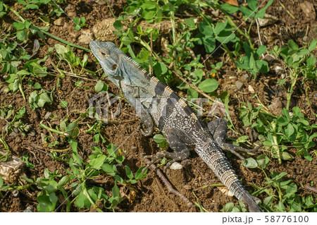 マヌエルアントニオ国立公園のツナギトゲオイグアナ 58776100