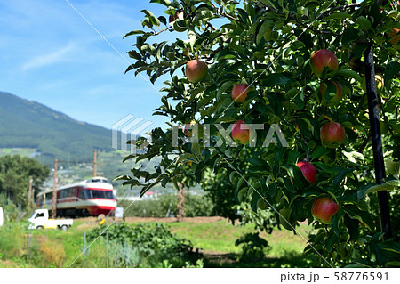 りんごの木と長野電鉄特急ゆけむり号 りんごの木と長野電鉄特急ゆけむり号 58776591