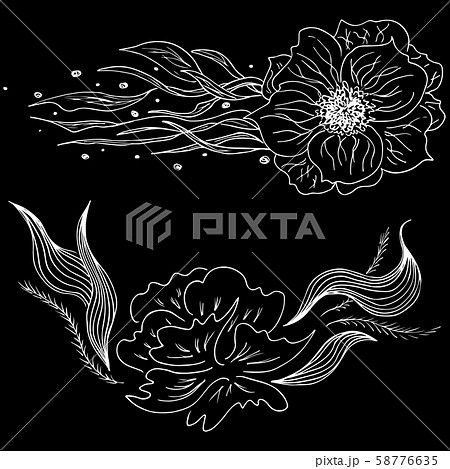 Set of summer tropical flowers. Floral botanical Set of summer tropical flowers. Floral botanical 58776635
