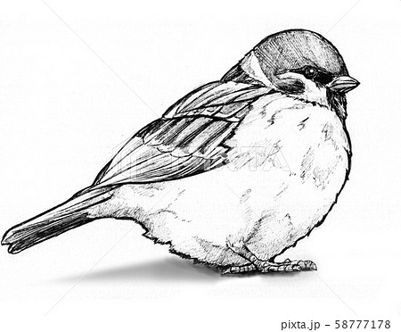 Winter Sparrow Stock Illustration