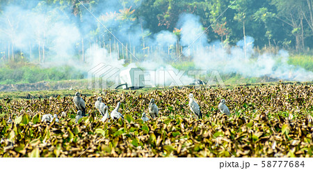 Indian black ibis water bird, spotted in a pond 58777684