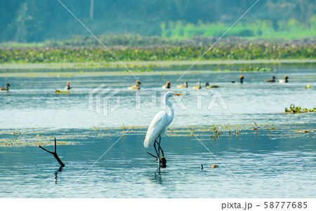 Closeup of a Egret heron (Ardea alba) Closeup of a Egret heron (Ardea alba) 58777685
