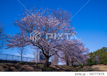 満開の桜　川越運動公園　 58777979