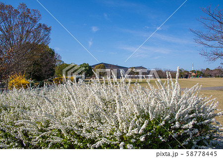 ゆきやなぎの花　川越運動公園　 58778445