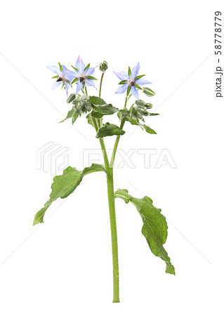 ルリジサの花 58778779