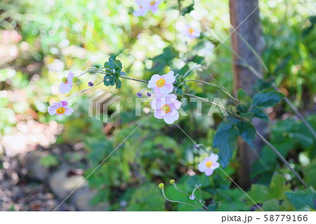 シュウメイギクの花 58779166