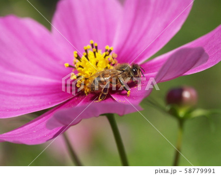 花の蜜を集めるミツバチ 花の蜜を集めるミツバチ 58779991