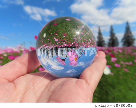 コスモスと球体 58780008