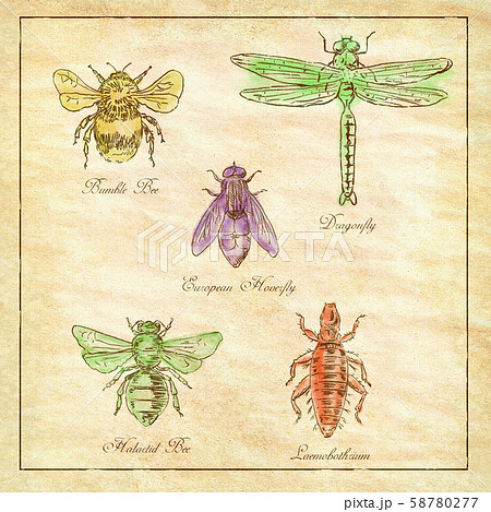 Bumble Bee, European Hoverfly, Dragonfly, 58780277