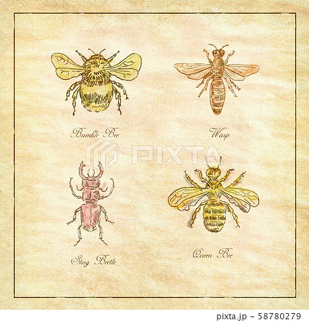 Bumble Bee, Wasp, Stag Beetle and Queen Bee 58780279