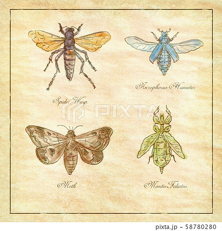 Spider Wasp, Moth, Necrophorus Humator beetle, 58780280