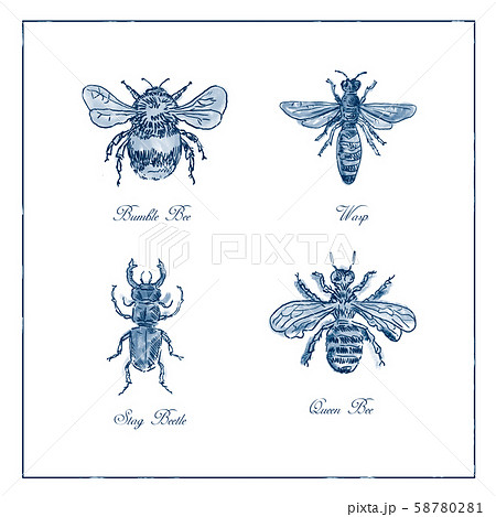 Bumble Bee, Wasp, Stag Beetle and Queen Bee 58780281