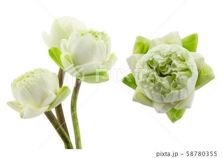 side and top view of white lotus head for worship 58780355