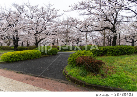 早朝の猿江恩賜公園 桜の写真素材