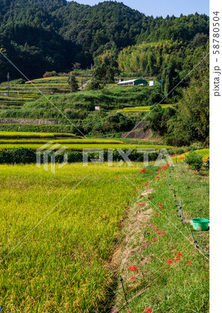 田んぼと彼岸花 58780504