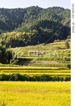 棚田 御所市 58780505