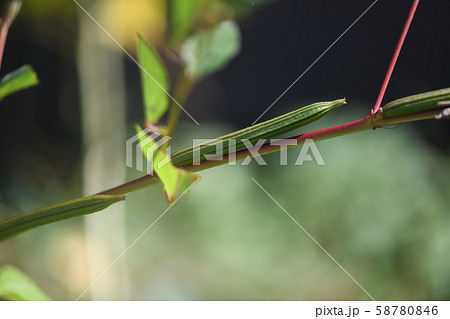 モロヘイヤの果実 58780846