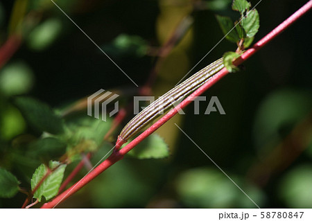 モロヘイヤの果実 58780847