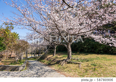 葛西臨海公園 桜の写真素材