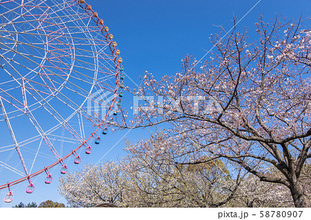 葛西臨海公園 桜の写真素材