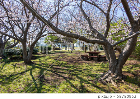 葛西臨海公園　桜 58780952