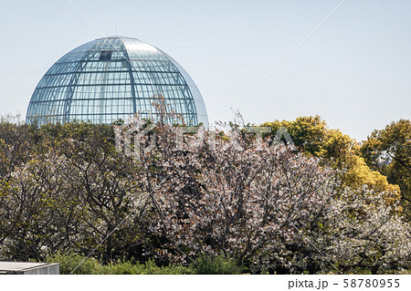 葛西臨海公園 桜 葛西臨海公園 桜 58780955