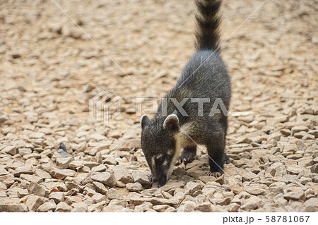 ハナグマ 58781067