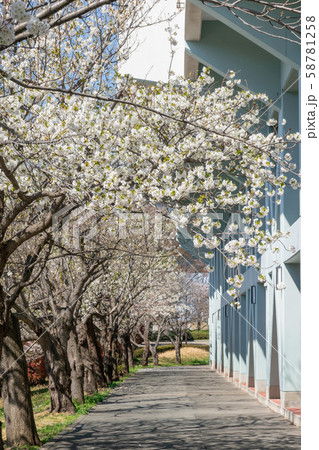 江戸川区陸上競技場 桜 江戸川区陸上競技場 桜 58781258