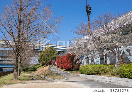 江戸川区陸上競技場 桜 江戸川区陸上競技場 桜 58781278