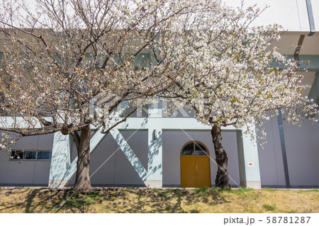 江戸川区陸上競技場 桜 江戸川区陸上競技場 桜 58781287