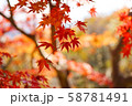 高尾山の紅葉（接写） 58781491