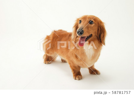 ミニチュア・ダックスフント 58781757