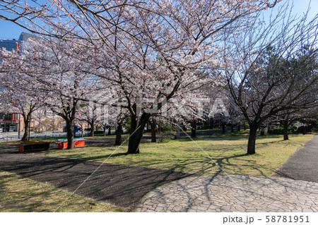 辰巳の森緑道公園 桜並木 辰巳の森緑道公園 桜並木 58781951