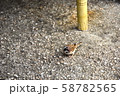 首かしげ雀 58782565