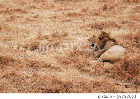 Male lion lie on golden grass field in Ngorongoro, Serengeti 58782651