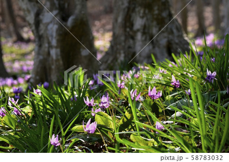 三毳山公園の群生地に咲くカタクリの花 58783032