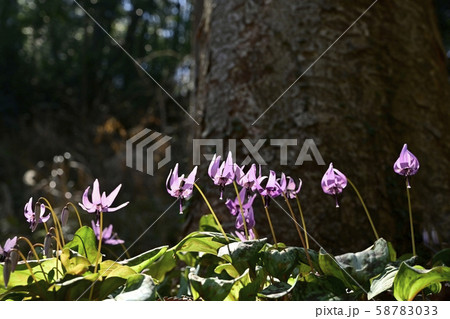 三毳山公園の群生地に咲くカタクリの花 三毳山公園の群生地に咲くカタクリの花 58783033