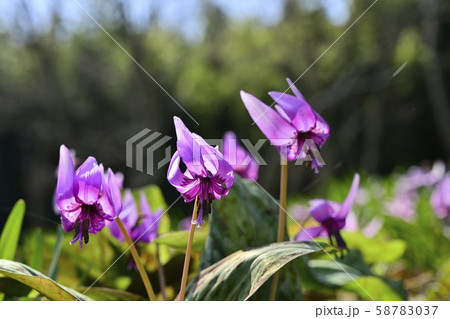 三毳山公園の群生地に咲くカタクリの花の写真素材